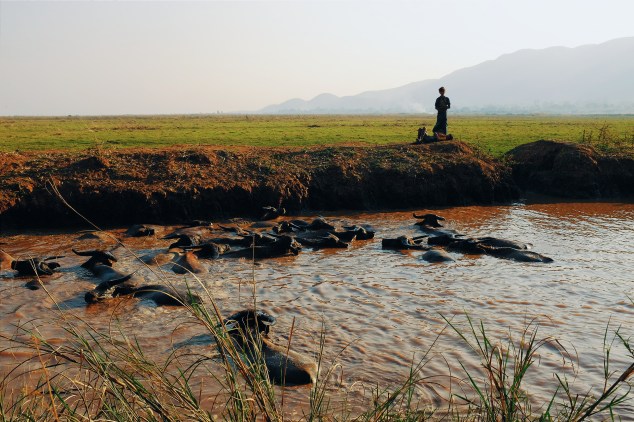 wp-1427623890338 image